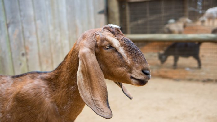 Nubian goat weight by age