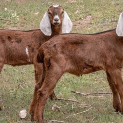 Nubian goats grazing