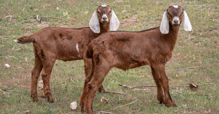 Nubian goats grazing