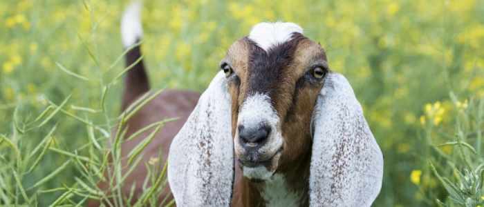 Nubian goat weight by age