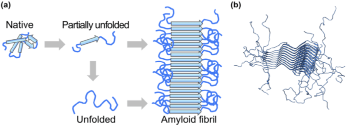 Choose the true statements about amyloid fibrils