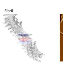 Amyloid fibrils fatal transcribed hasn answered yet