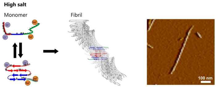 Amyloid fibrils fatal transcribed hasn answered yet